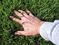 Ecogreen Lawn Care Franchise image 1